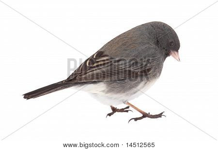Tummasilmäiset Junco Junco Hyemalis eristetty