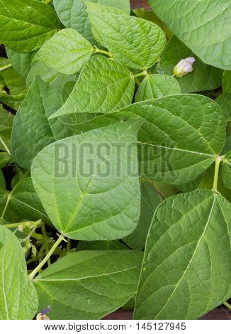 Yellow pencil pod wax bean plants with blossoms growing in a raised bed garden