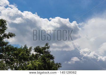 Puffy clouds on a wonderful sunny day above trees in the foreground.
