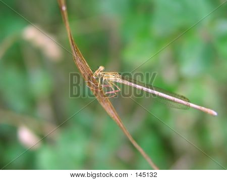 Libellula 1