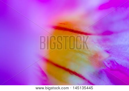 abstract petal pink flower  focus, fresh background