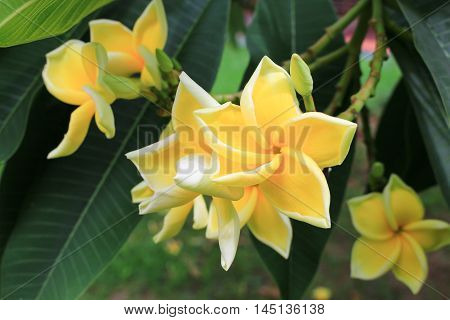 Plumeria flower Desert Rose. beautiful yellow Plumeria on the tree. or Impala  Lily .  ( Common name Apocynaceae Frangipani Pagoda tree Temple tree )