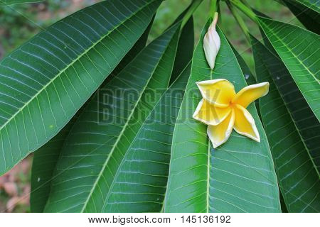 Plumeria flower Desert Rose. beautiful yellow Plumeria on the tree. or Impala  Lily .  ( Common name Apocynaceae Frangipani Pagoda tree Temple tree )