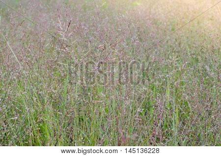 Wild field of grass on sunset soft sun rays warm