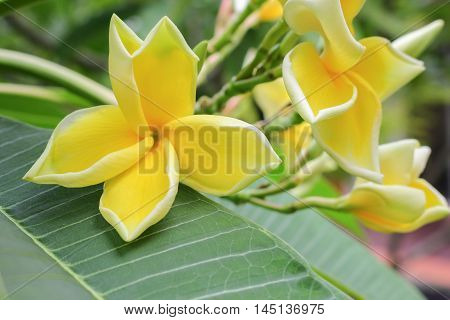Plumeria flower Desert Rose. beautiful yellow Plumeria on the tree. or Impala  Lily .  ( Common name Apocynaceae Frangipani Pagoda tree Temple tree )