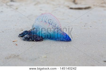 Portuguese man o war Physalia physalis dangerous jellyfish in Florida USA