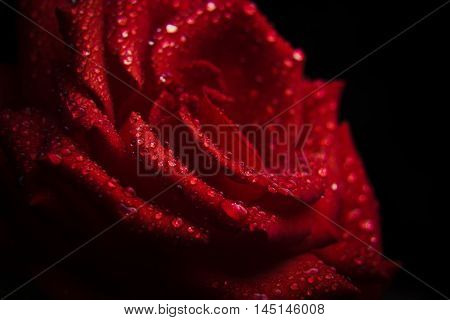 water droplets on a red rose petals. flora