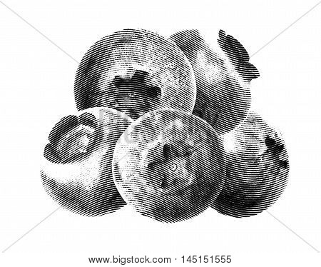 Juicy and fresh blueberries without green leaves on white background. Blue color blueberries close-up. Image of blueberries with high resolution. Drawing sketch painting blueberry