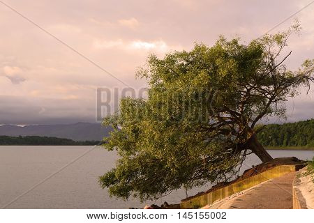 Lonely Tree Leaning Sideways