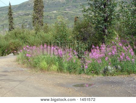 Fireweed ในบลูม