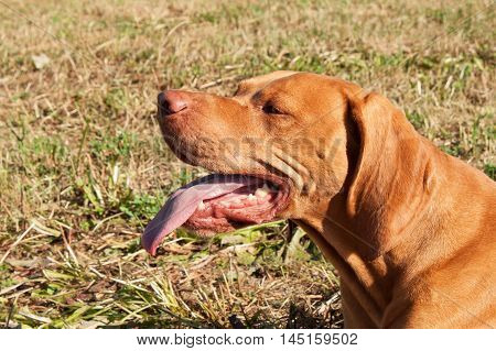 Hungarian Pointer (Vizsla) resting after a hunt. Dog lolling tongue. View of the dog's eyes.