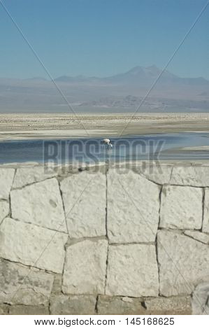Andean flamingo in the Desert of Atacama