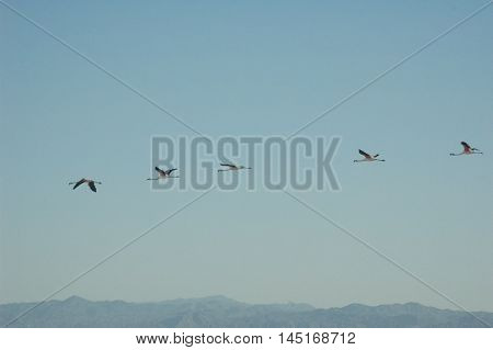 Group of flamingos flying over the Salar of Atacama