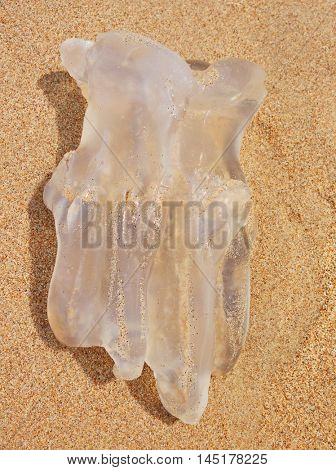 Closeup of clear huge Jelly fish on sand, beach area in south of Thailand