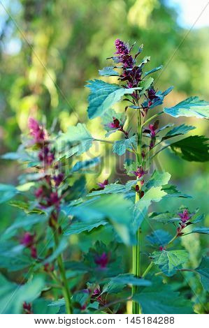 garden orache (atriplex hortensis) in vegetable garden