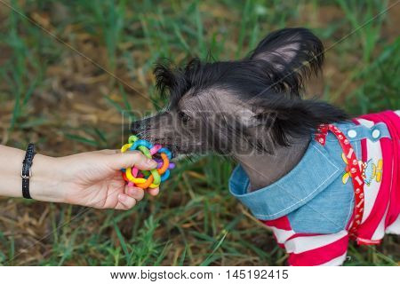 Small dog taking a toy from a hand