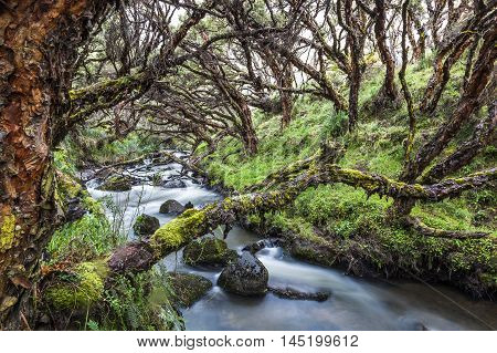 Polylepis forest also called paper tree ancient trees.