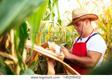 Old Farmer checking his cornfield on the summer day