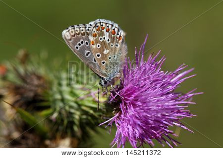 An Adonis blue butterfly (Polyommatus bellargus) on a thistle flower.