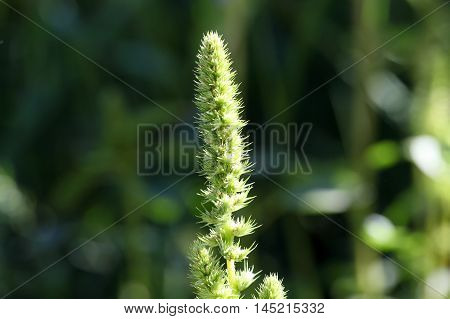 Flowers of a red root amaranth (Amaranthus retroflexus)