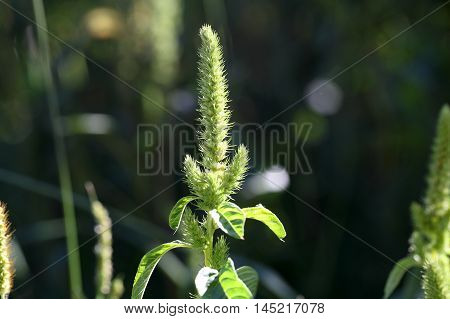 Flowers of a red root amaranth (Amaranthus retroflexus)