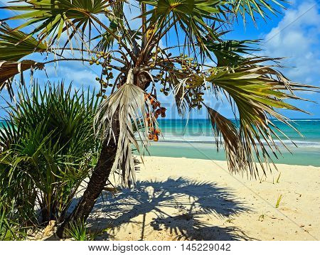 Picturesque Coast Diani