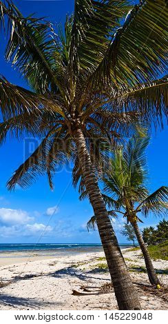 Picturesque Coast Diani