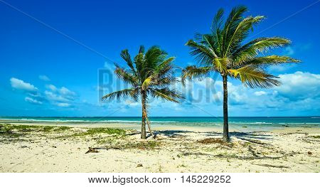 Picturesque Coast Diani