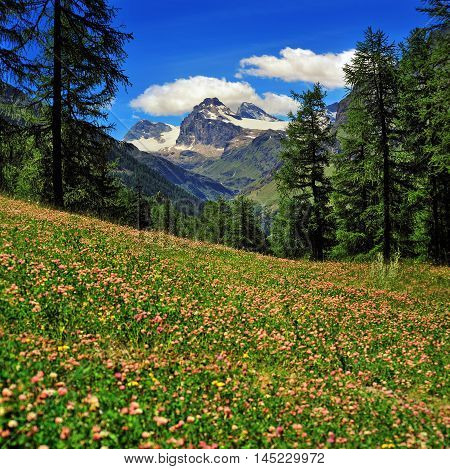 alpien meadow of clover with Granta Parey mountain