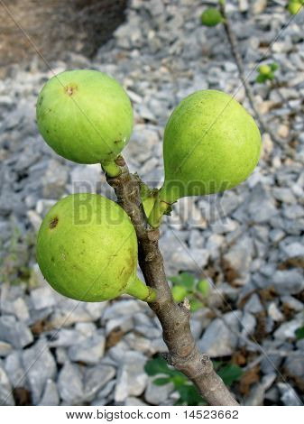 Croatian figs in a tree
