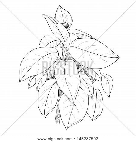 Vector sketch illustration of leafs on white background