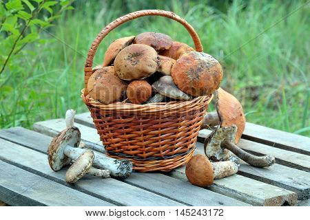 Still life with many edible mushrooms  in brown wicker basket on wooden table closeup wooden table. Front view outdoors against green grass