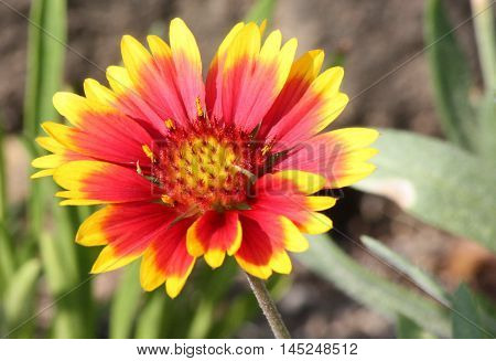 A single Indian Blanket flower with yellow center and petals that go from bright red to bright yellow at the end.