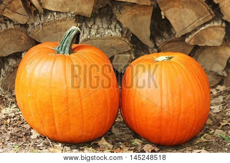 Two fat orange pumpkins sitting amount brown leaves on the ground, in front of a stack of cut fire wood.