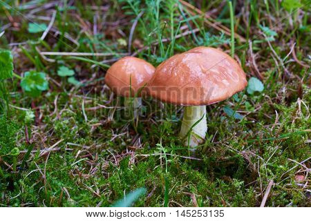 A group of edible forest mushrooms (Suillus luteus)