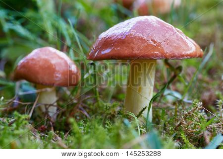 A group of edible forest mushrooms (Suillus luteus)