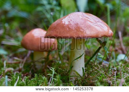 A group of edible forest mushrooms (Suillus luteus)