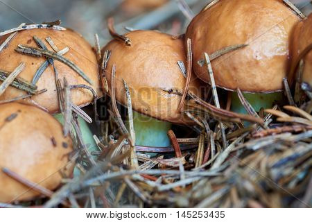 A group of edible forest mushrooms (Suillus luteus)