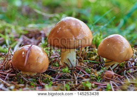 A group of edible forest mushrooms (Suillus luteus)