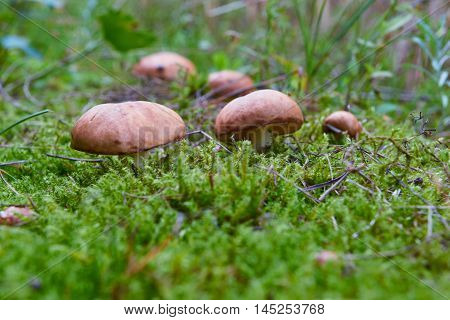 A group of edible forest mushrooms (Suillus luteus)