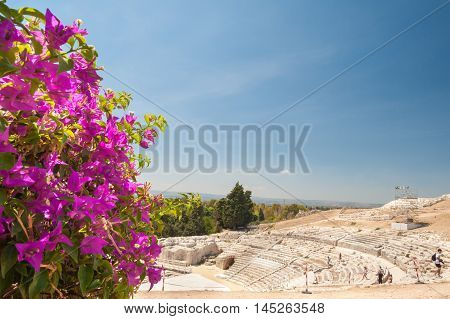 The famous greek theater of Syracuse Sicily with a flowered bougainvillae plant in the foreground