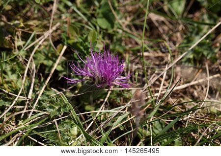 Flower of a dwarf thistle (Cirsium acaule) in a meadow.