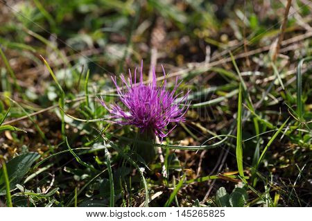 Flower of a dwarf thistle (Cirsium acaule) in a meadow.