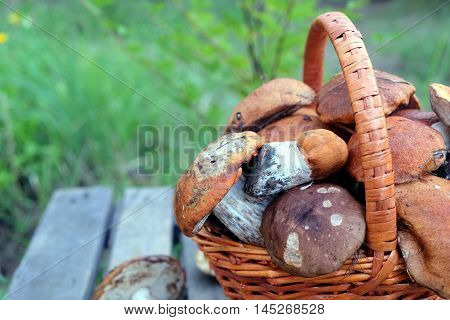 Still life with crop of many edible mushrooms in brown wicker basket on wooden table closeup. Side view outdoors vertical against green grass