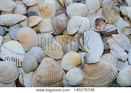 Tiny sea shell and snail texture background.