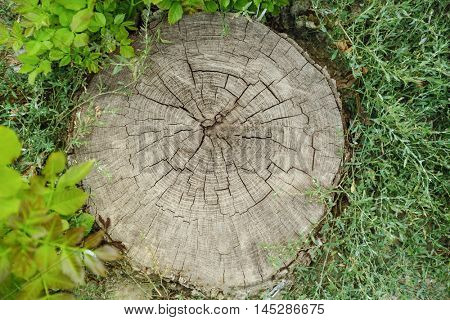 Tree trunk cross section on street