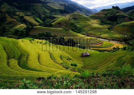 Rice Fields On Terraced Of Mu Cang Cha
