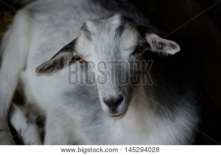 Cute young goat resting in the paddock. Farm animal in low key photography