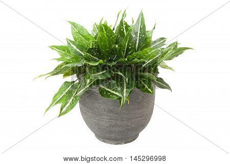 Dieffenbachia In Flowerpot