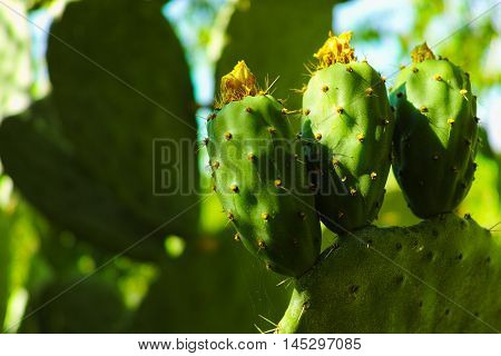 Cactus prickly pear opuntia with unripe fruits
